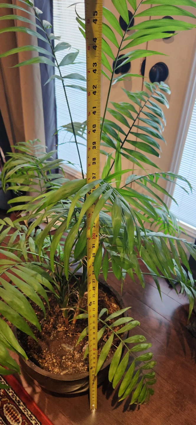 Large Palm Plant in Dark Pot - photo 3
