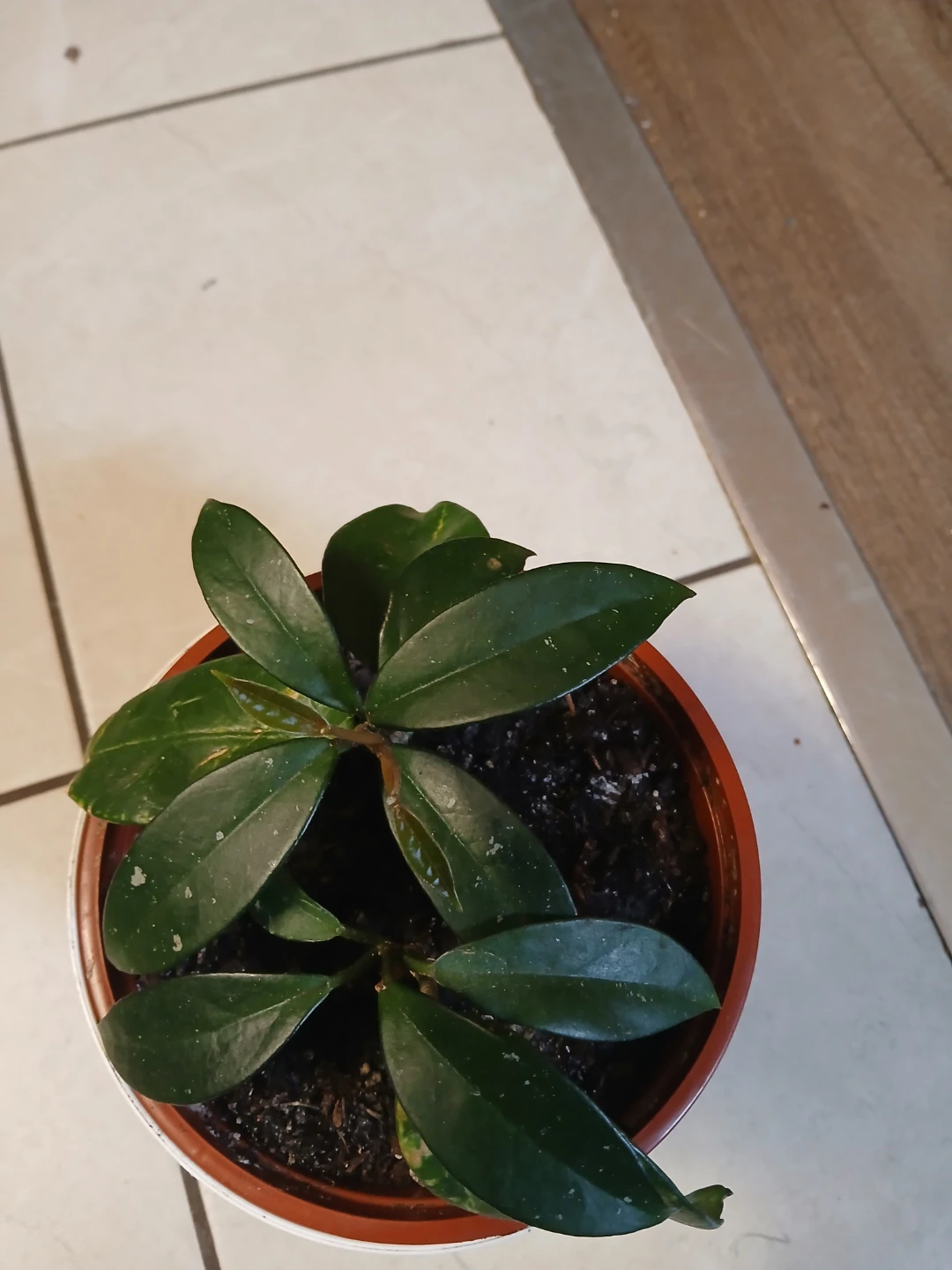 Hoya Carnosa Plant in Pot