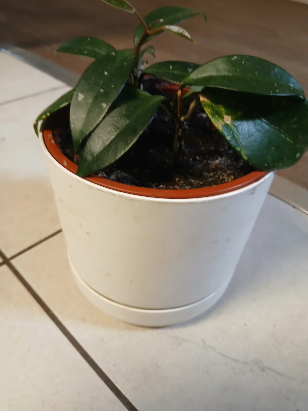 Hoya Carnosa Plant in Pot - photo 2