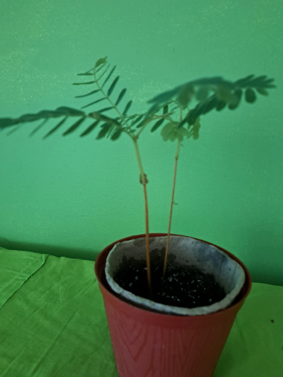 Tamarind plant
