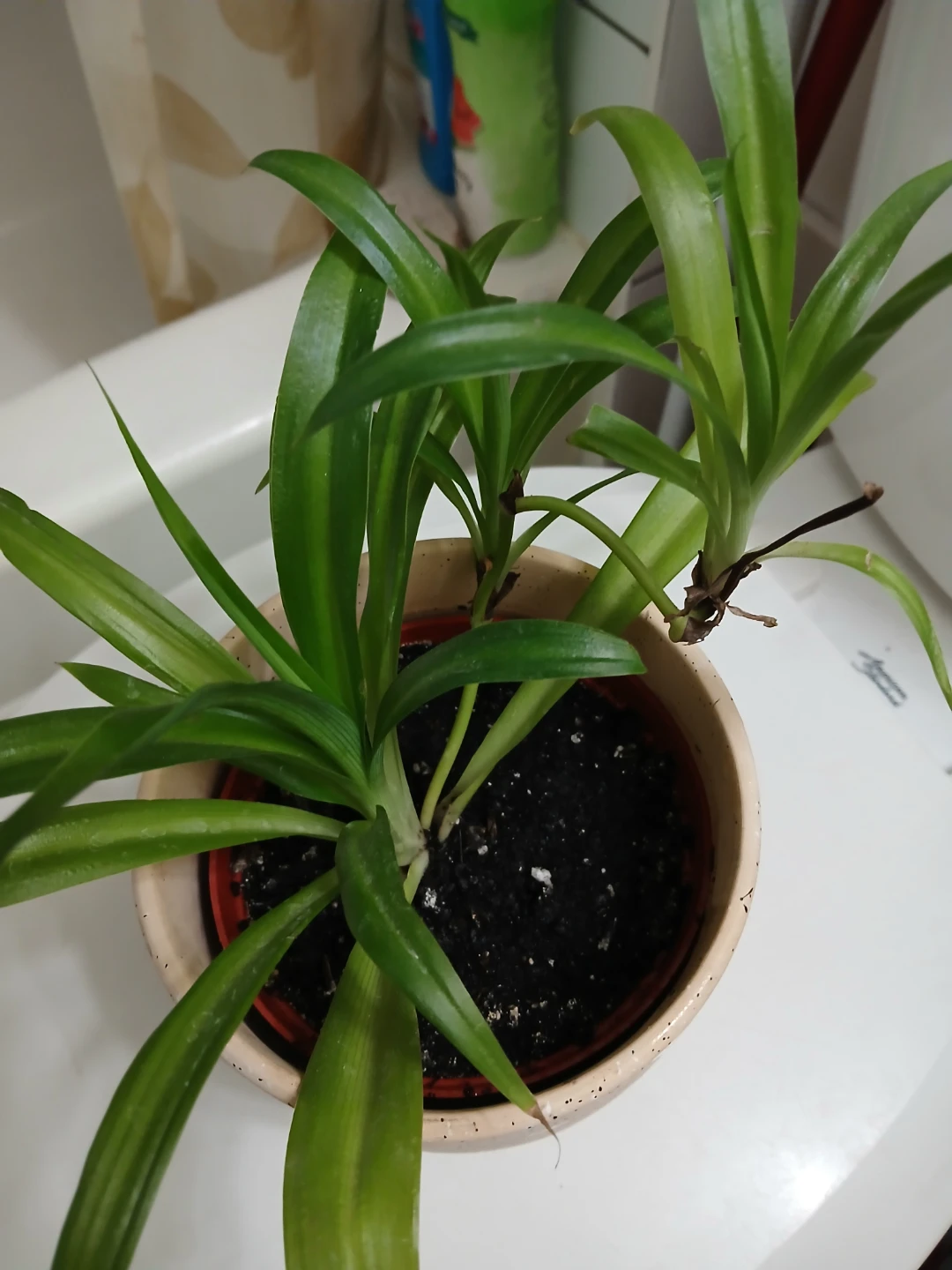 Healthy Spider Plant in Ceramic Pot