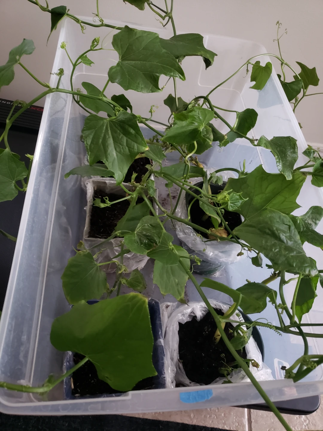 Chayote Squash Plants