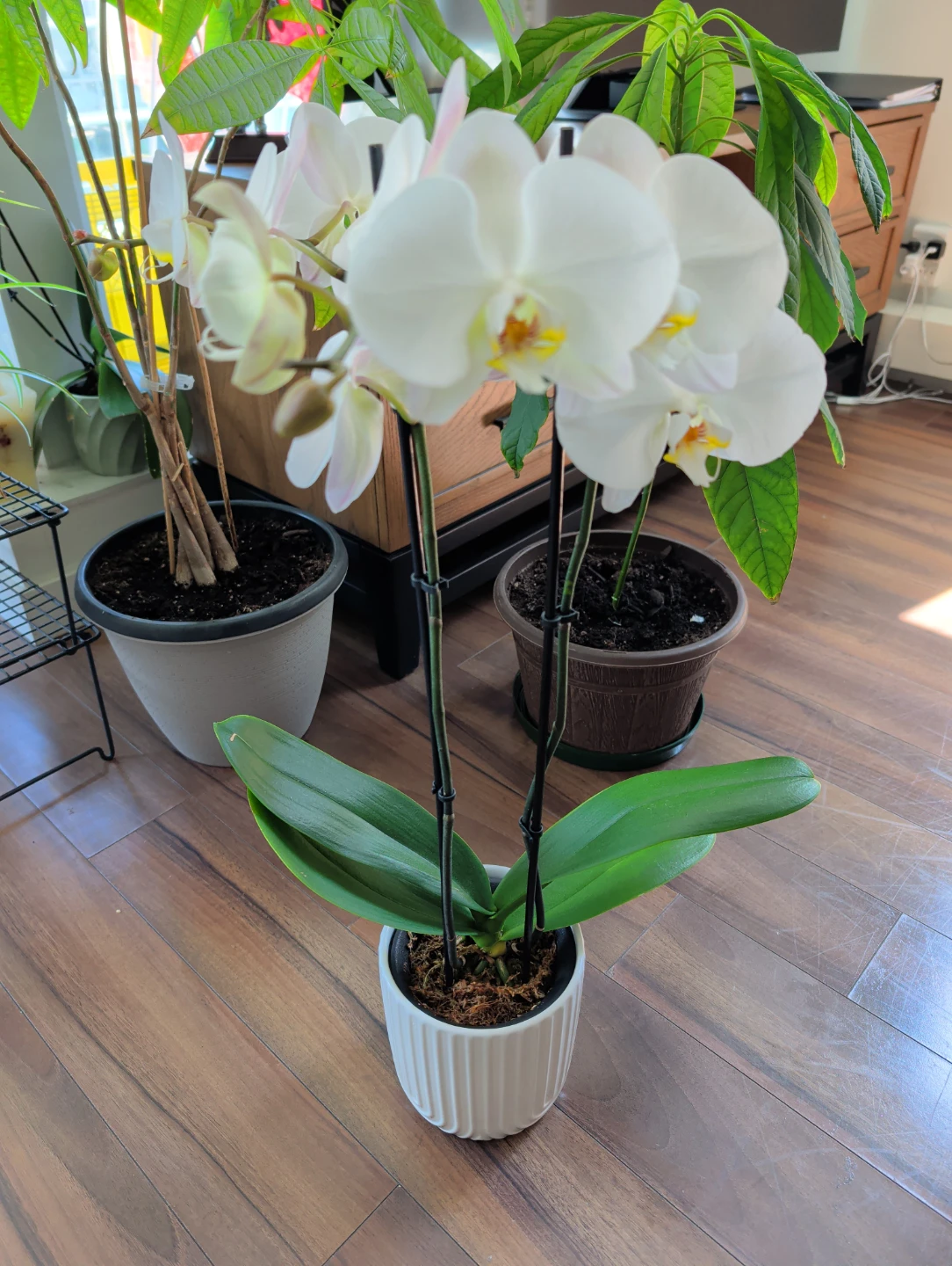 Phalaenopsis Orchids - Taisuco Canada