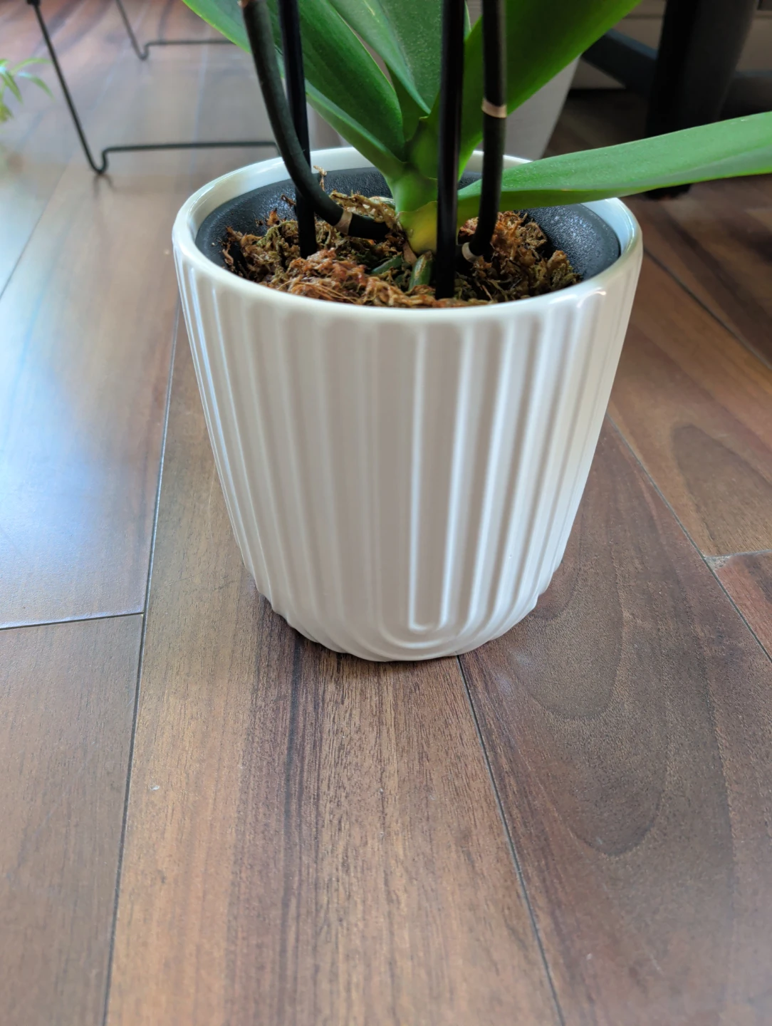 Phalaenopsis Orchids - Taisuco Canada - photo 2