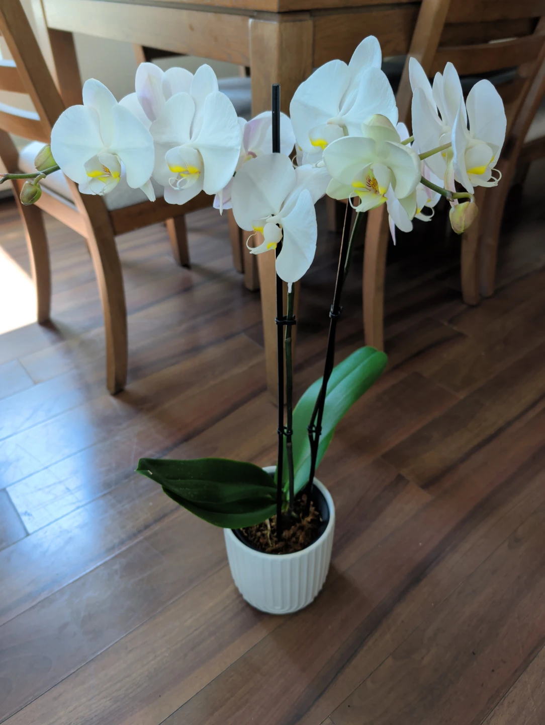 Phalaenopsis Orchids - Taisuco Canada - photo 3