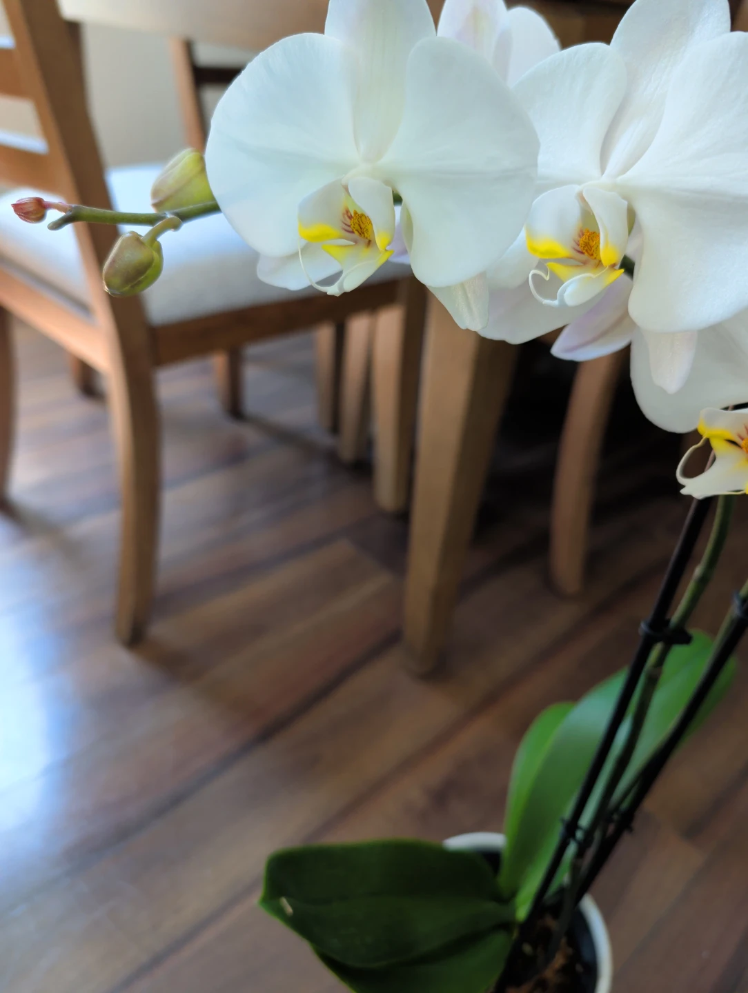 Phalaenopsis Orchids - Taisuco Canada - photo 4