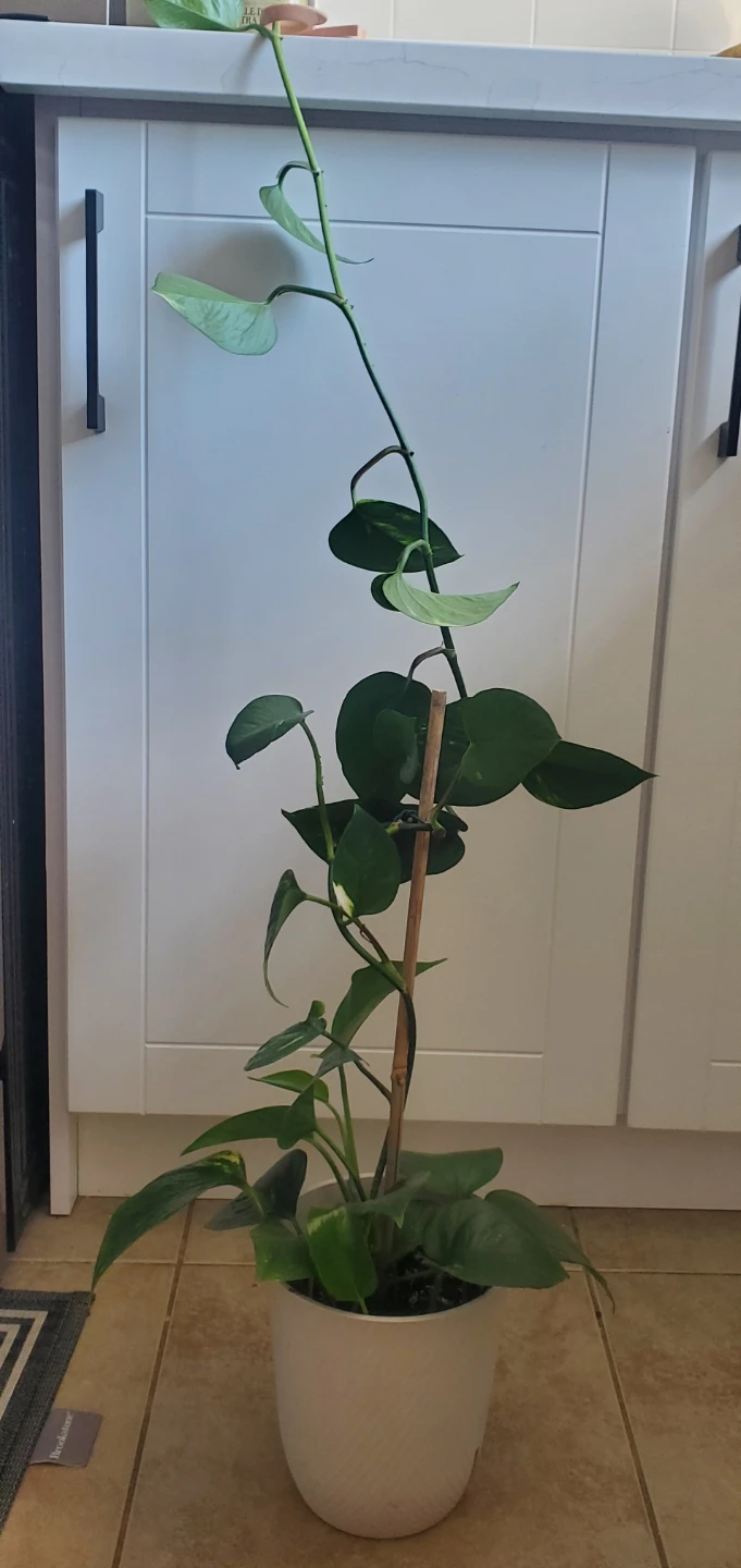 Pothos Plant in White Pot