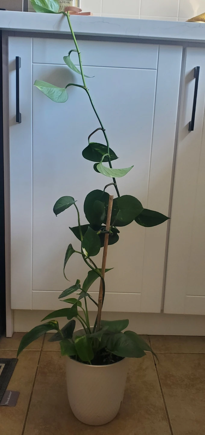 Pothos Plant in White Pot - photo 2