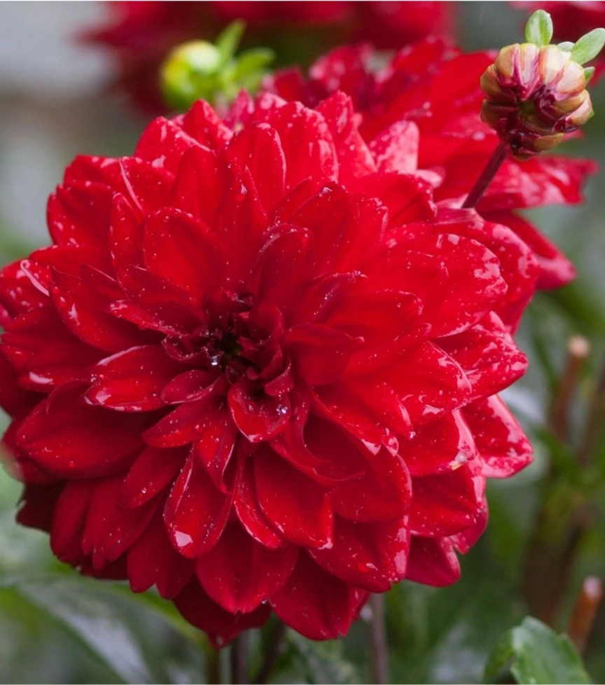 Red Dahlia bulbs Beautiful flowers all Summer - photo 2