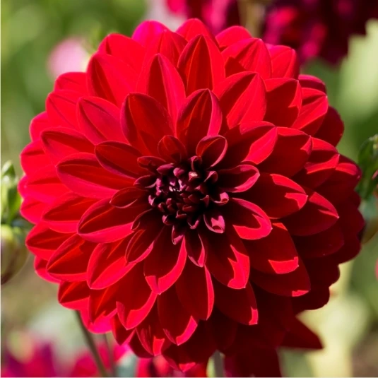 Red Dahlia bulbs Beautiful flowers all Summer