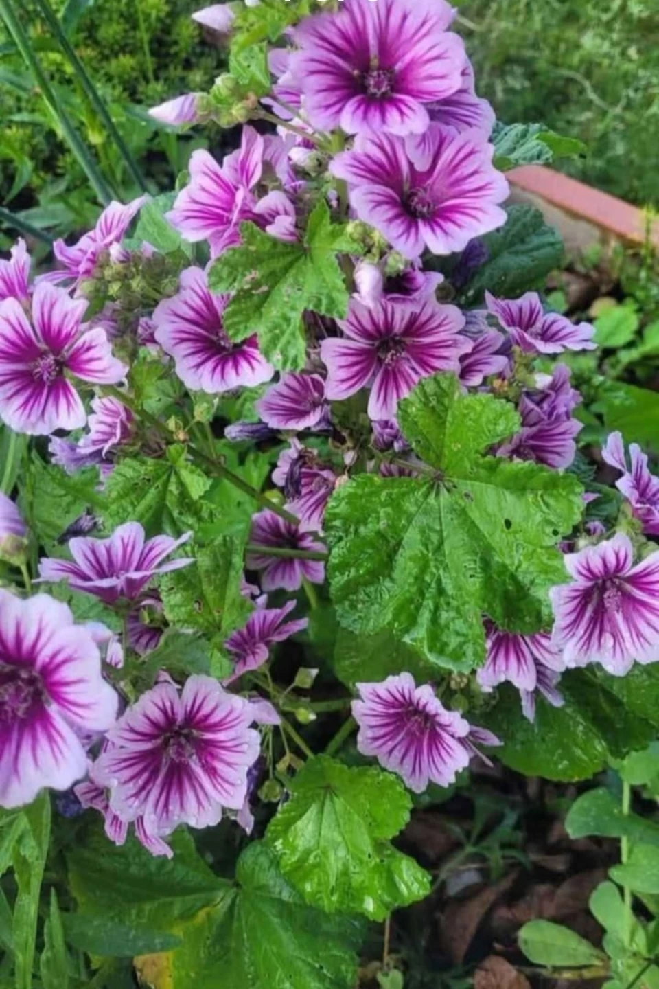 Zebrina Mallow