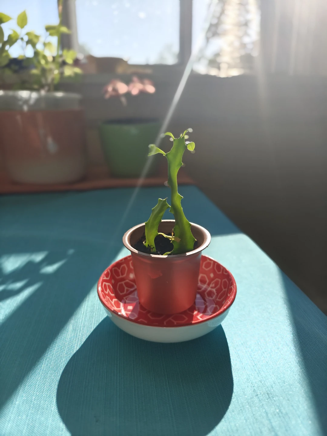3" & 1" Potted Euphorbia Trigona (African Milk Tree)