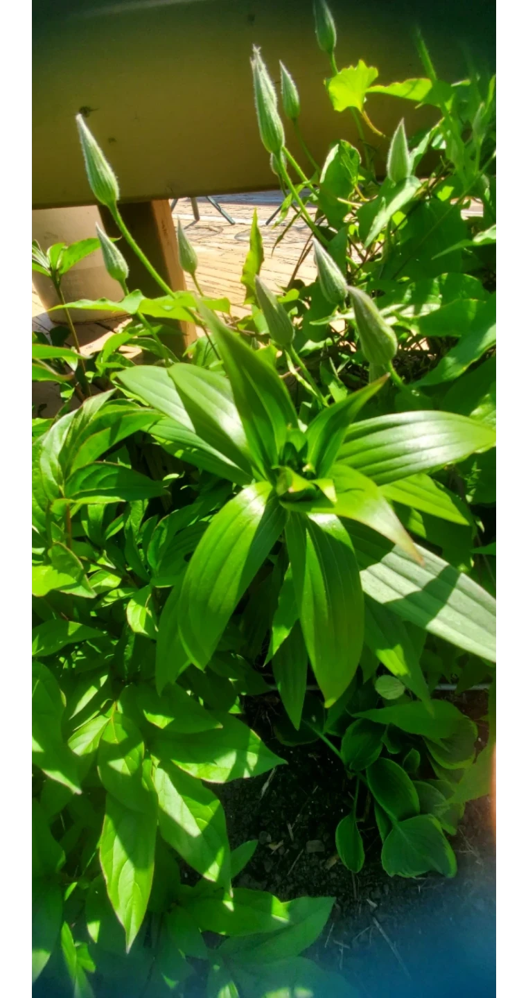 Double Oriental Lily