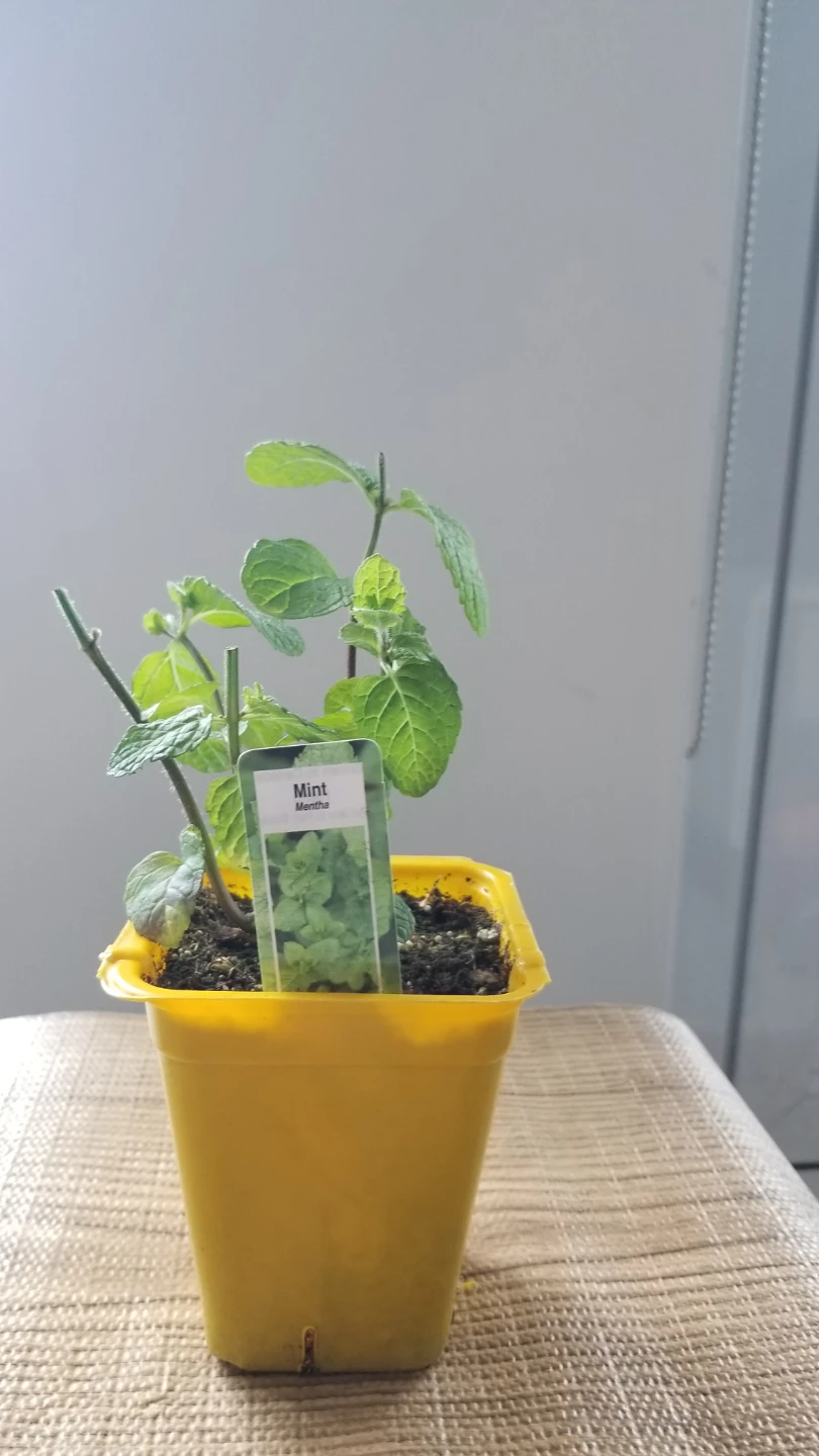 Small Mint Plant