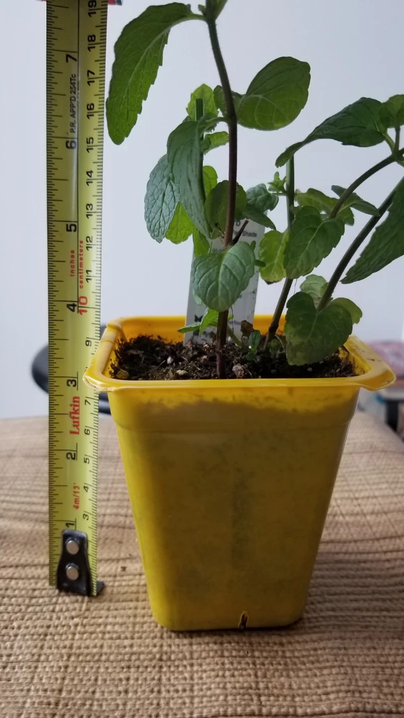 Small Mint Plant - photo 4