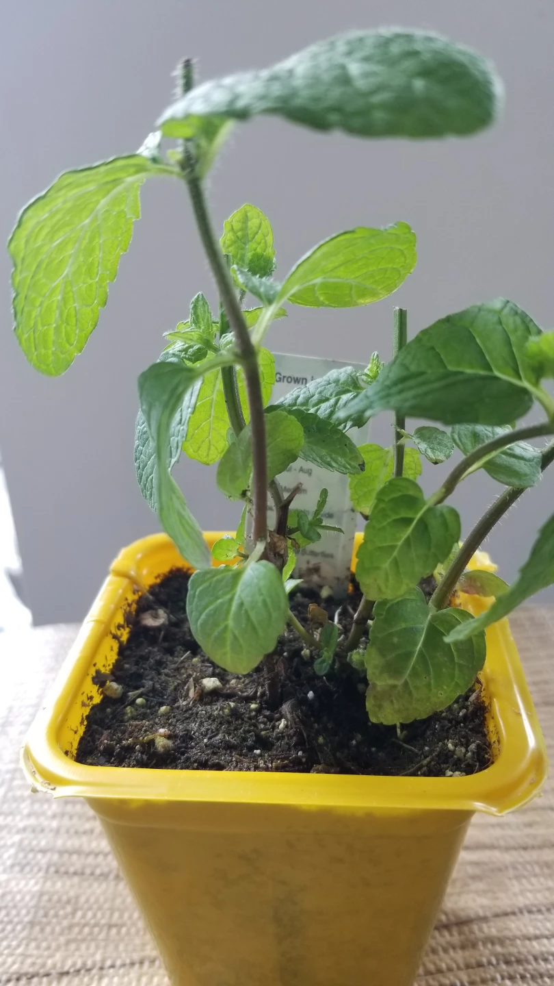 Small Mint Plant - photo 5