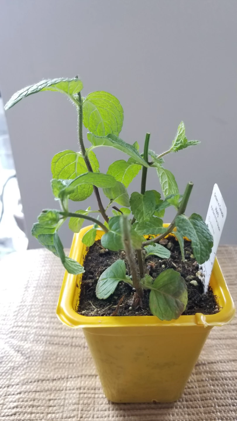 Small Mint Plant - photo 3