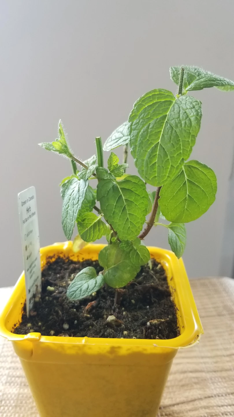 Small Mint Plant - photo 2