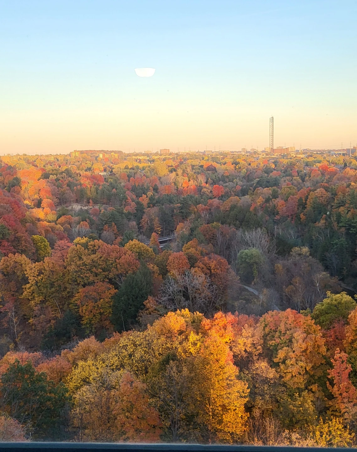 Autumn forest landscape photo