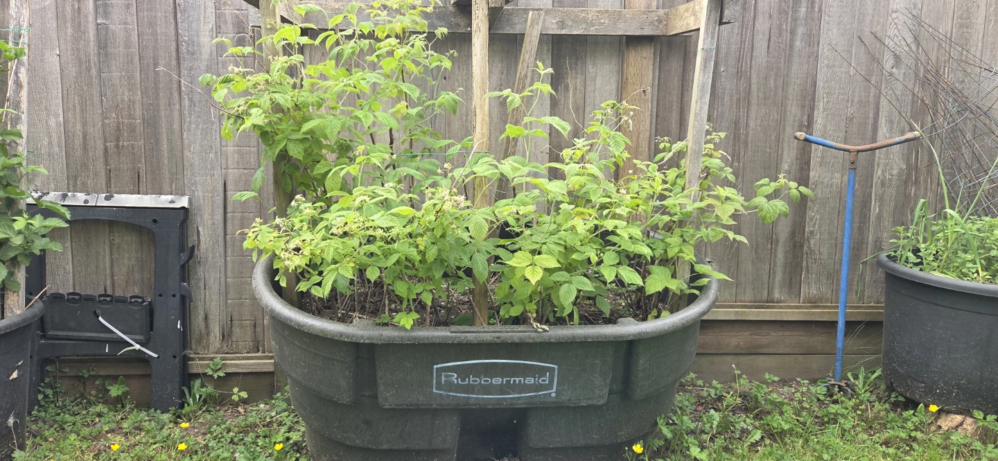 Rubbermaid animal trough / Garden Planter with Raspberry Bushes