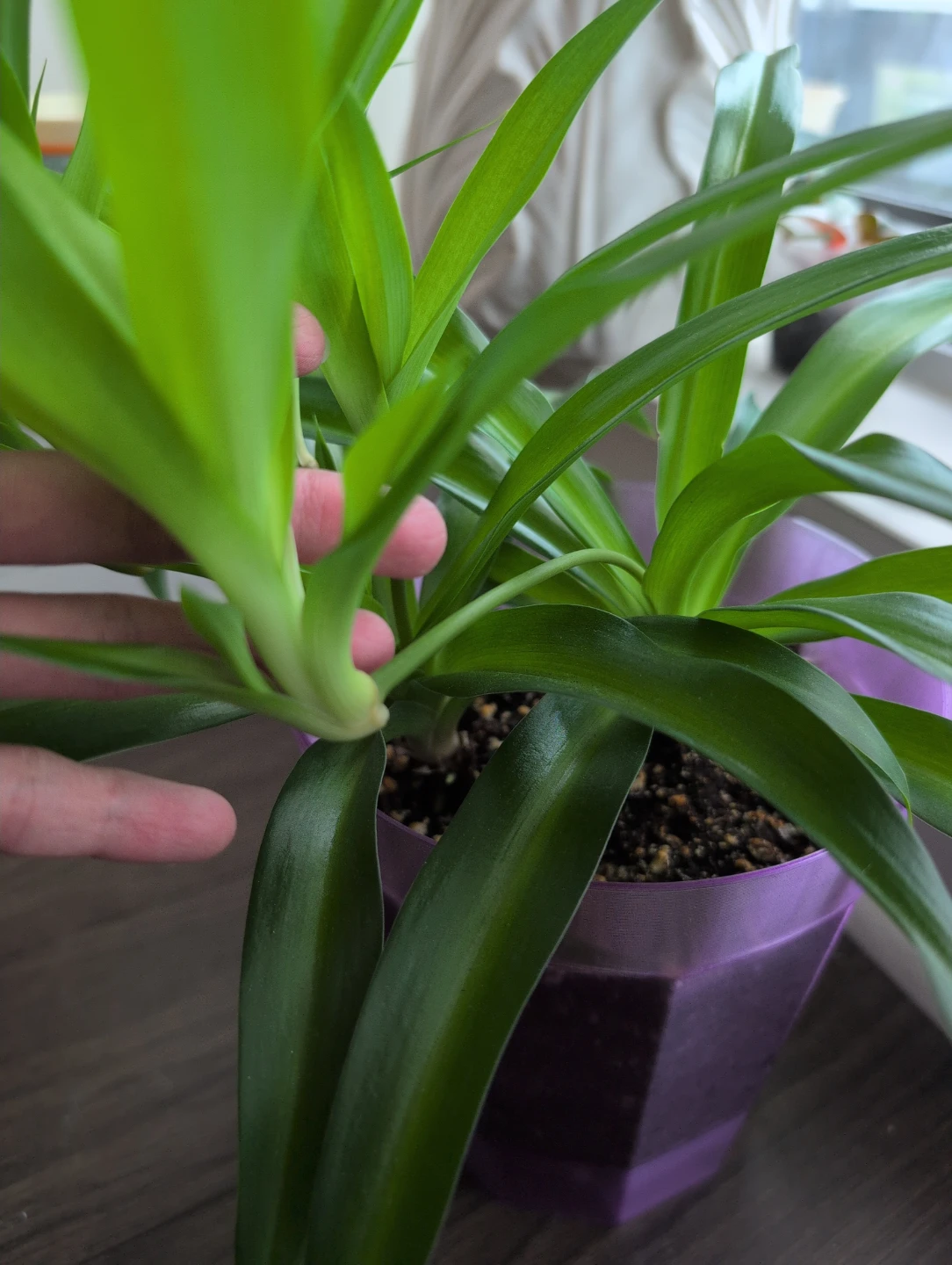 Spider Plant babies