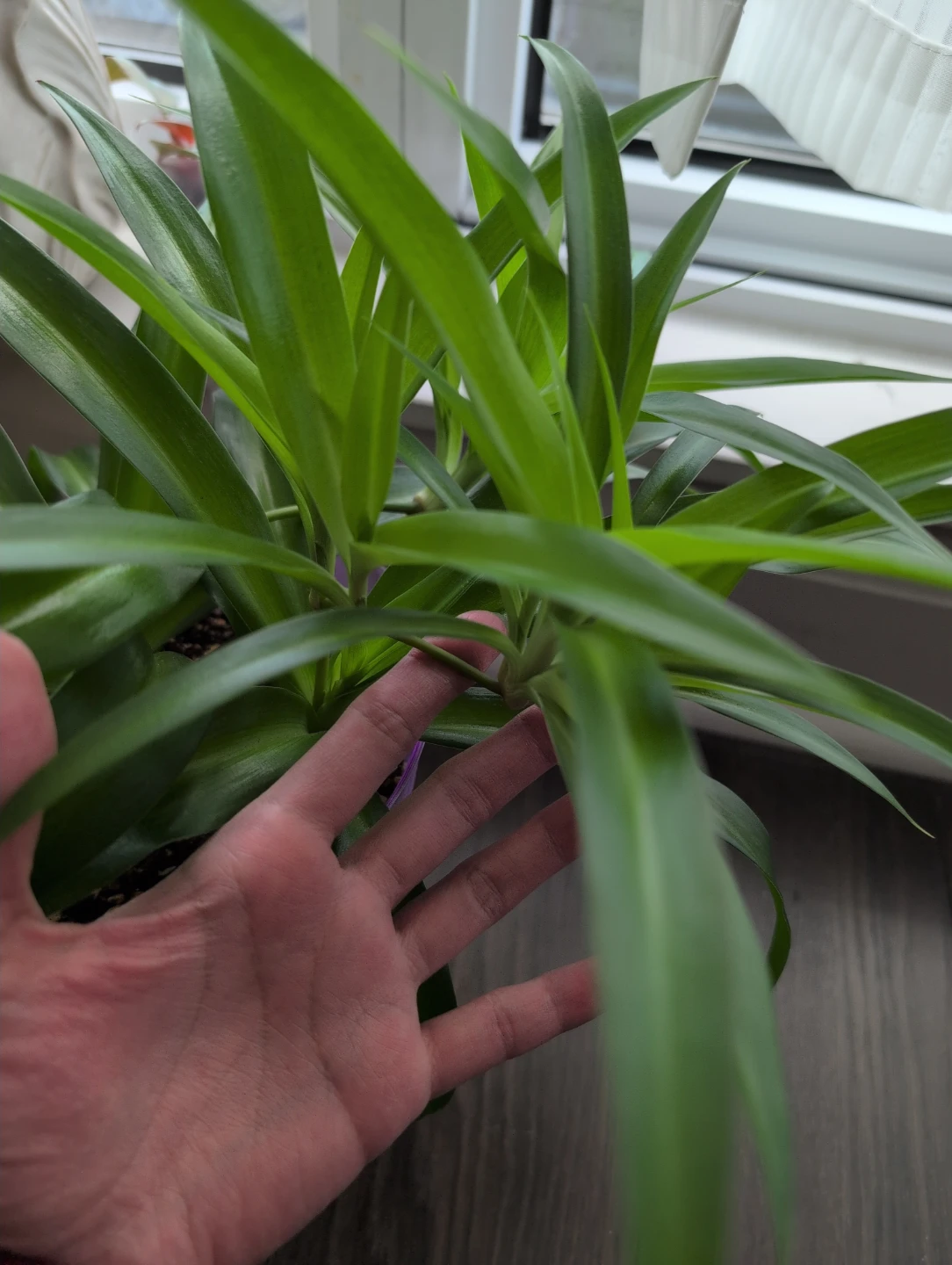Spider Plant babies - photo 2