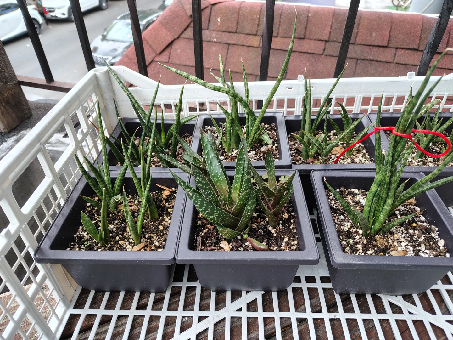 Assorted Succulent Plants (6 Count) $13 each or $60 for all