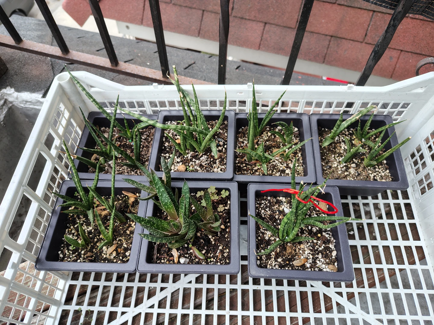 Assorted Succulent Plants (6 Count) $13 each or $60 for all - photo 2