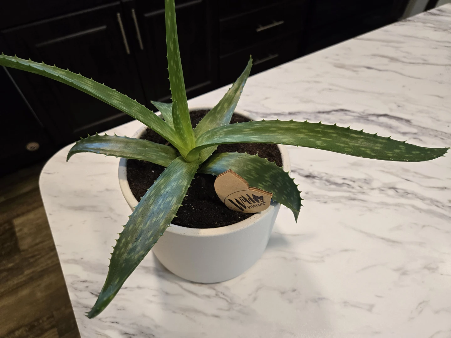Aloe Vera Plant 🪴