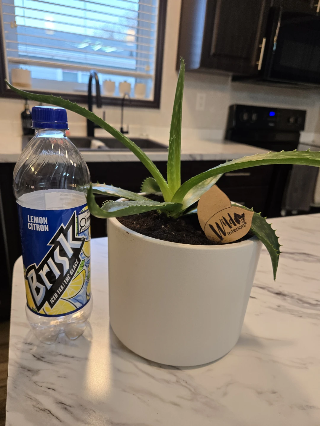 Aloe Vera Plant 🪴 - photo 2