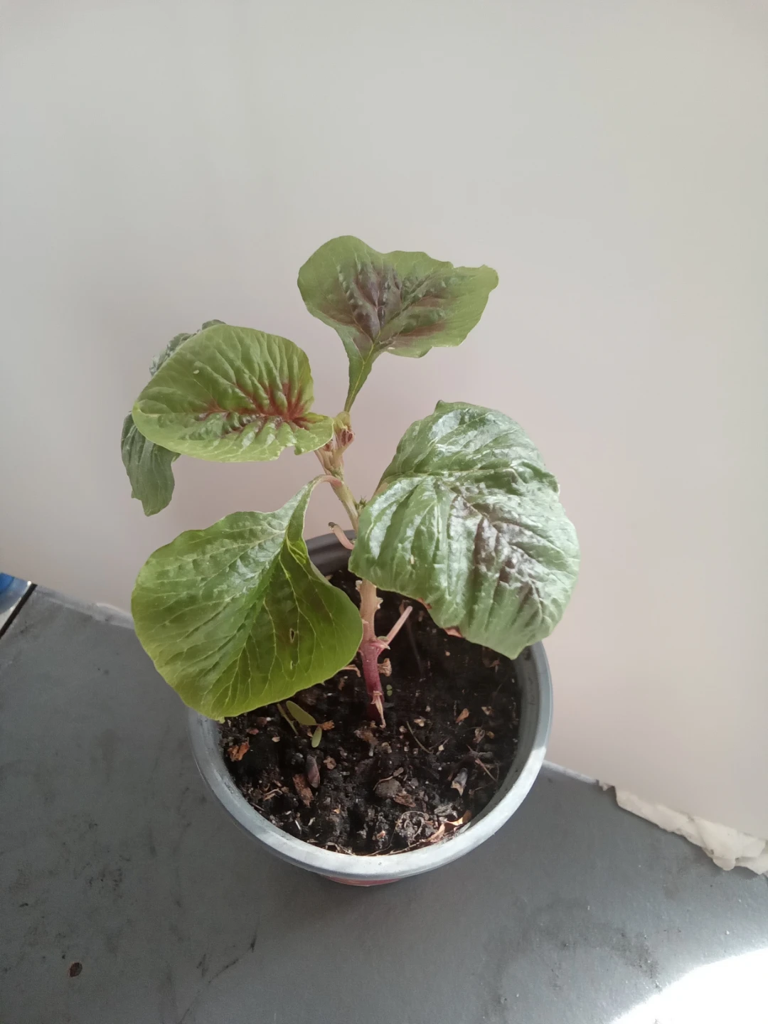 Red leaf amarant plant in pot
