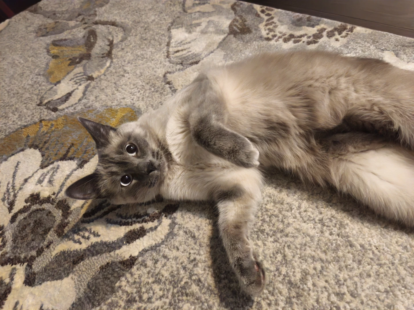 Siamese Cat for Adoption (1+ Years Old, Male) - photo 2