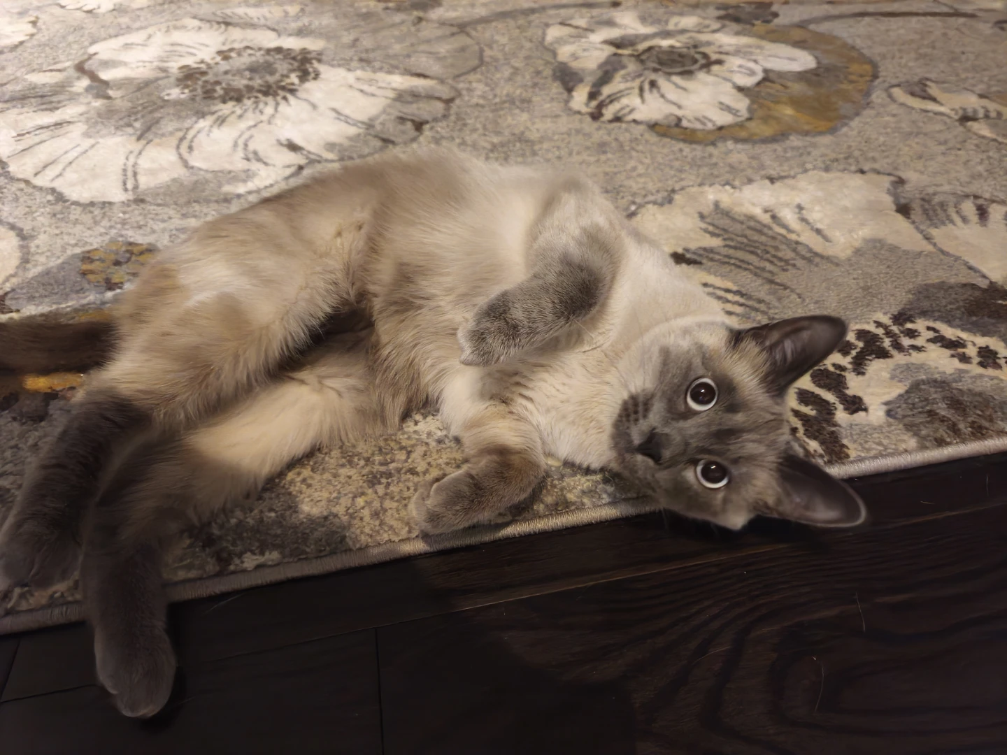 Siamese Cat for Adoption (1+ Years Old, Male) - photo 3