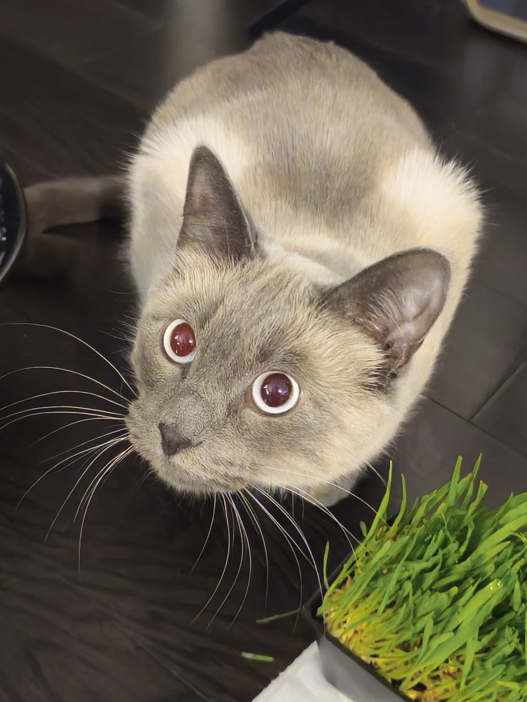 Siamese Cat for Adoption (1+ Years Old, Male)