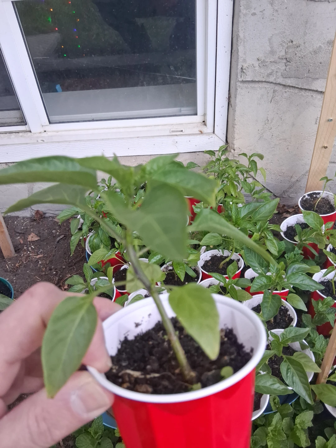 Bell peppers and spicy peppers