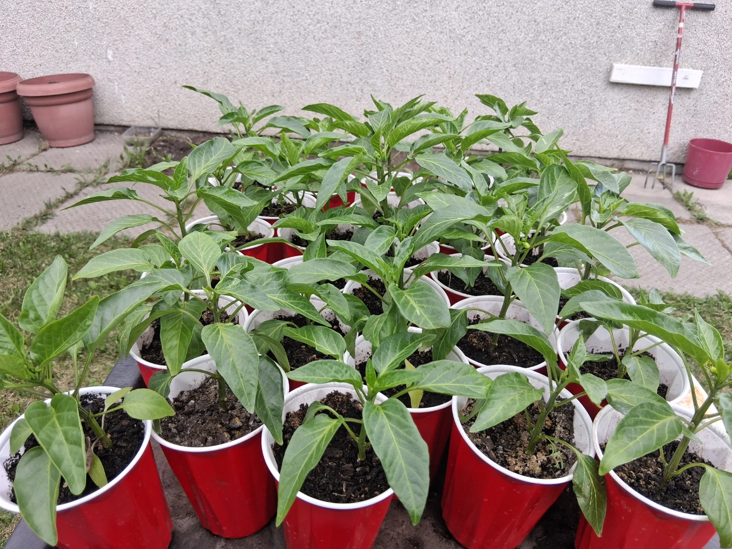 Bell peppers and spicy peppers - photo 2