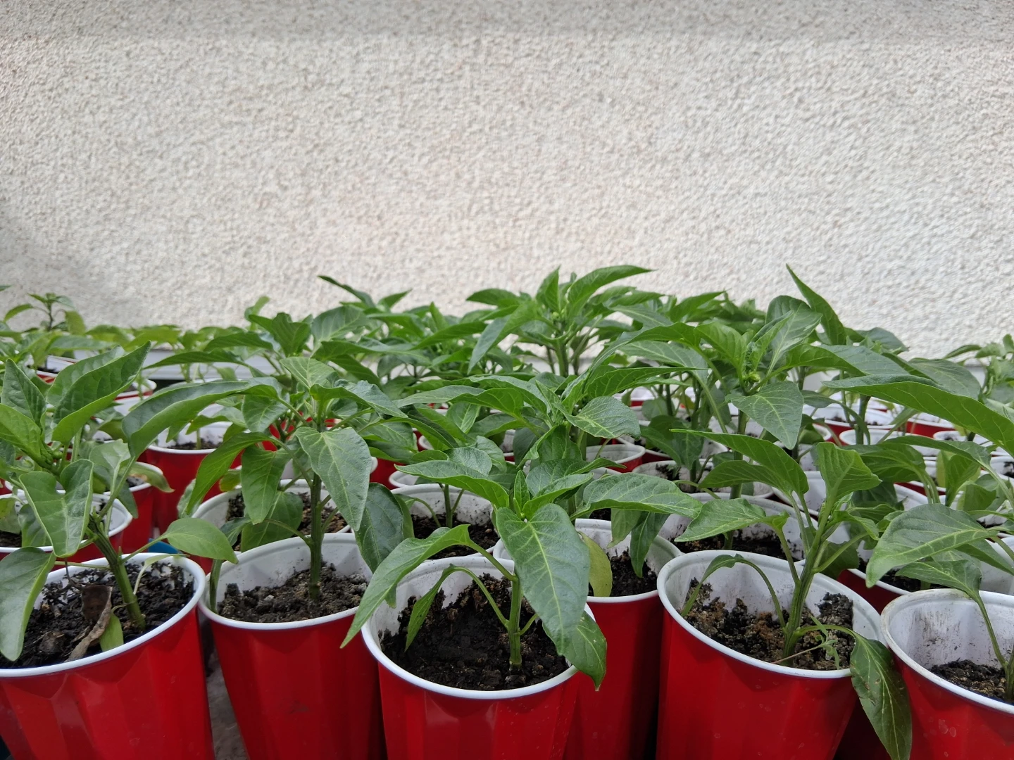 Bell peppers and spicy peppers - photo 3