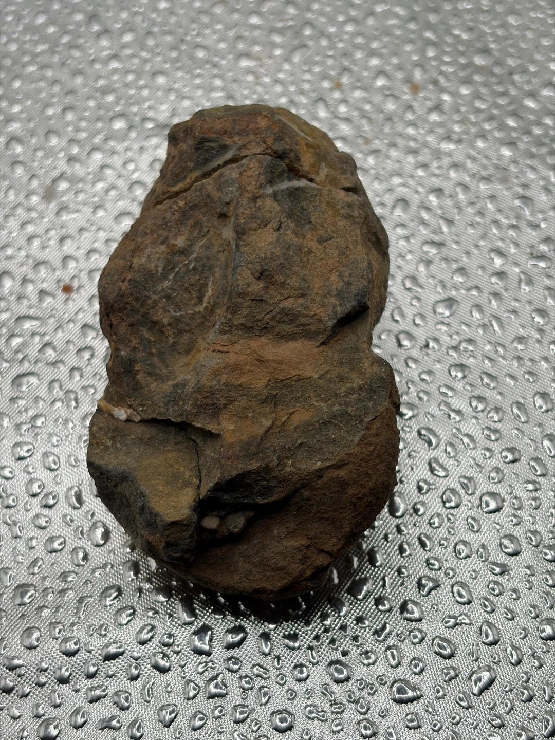 Fossil Trilobite Specimen - photo 3