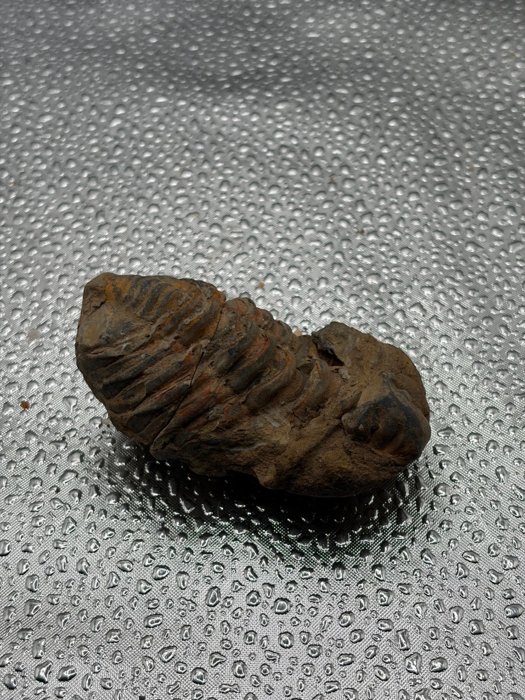 Fossil Trilobite Specimen - photo 4
