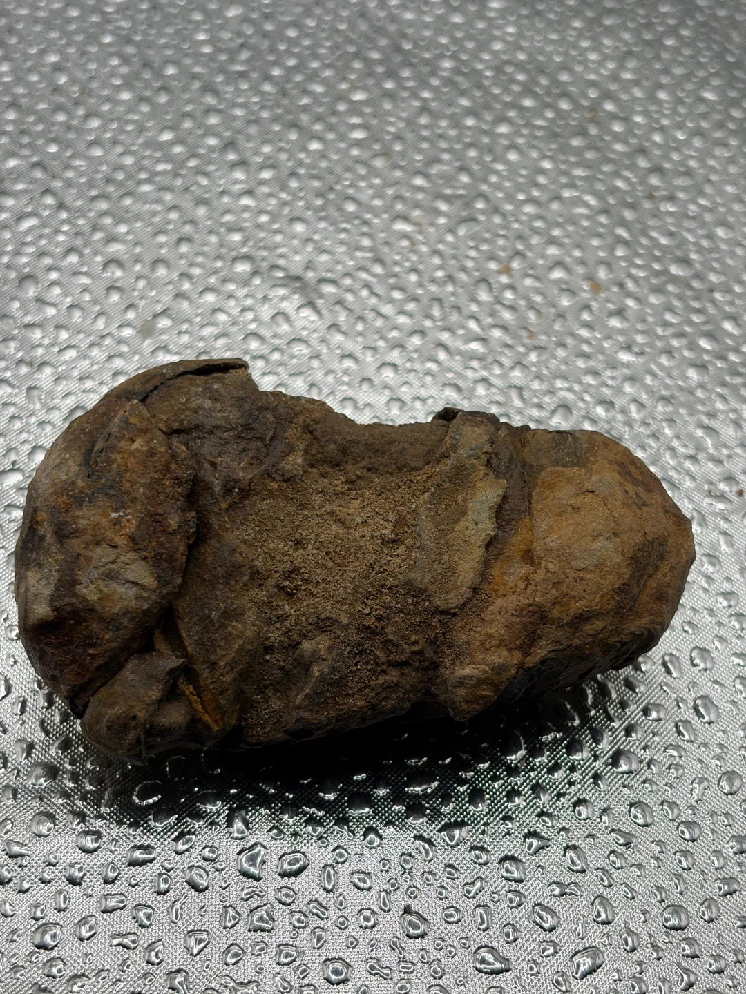 Fossil Trilobite Specimen - photo 5