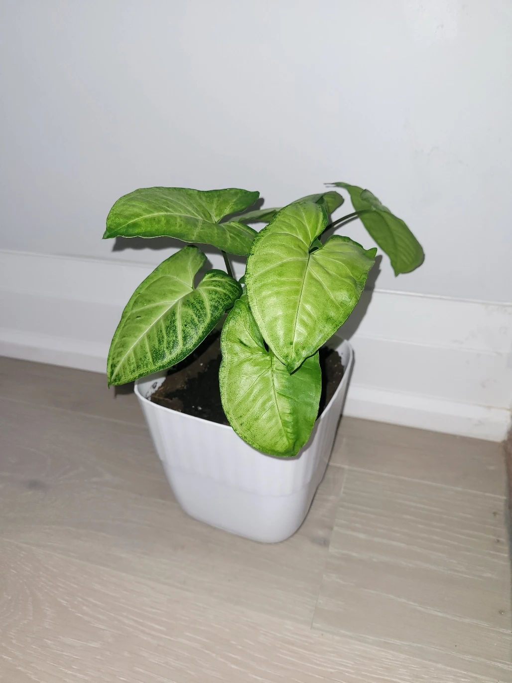 Arrowhead Plant