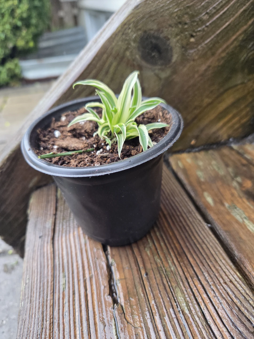 Small Spider Plant in Pot