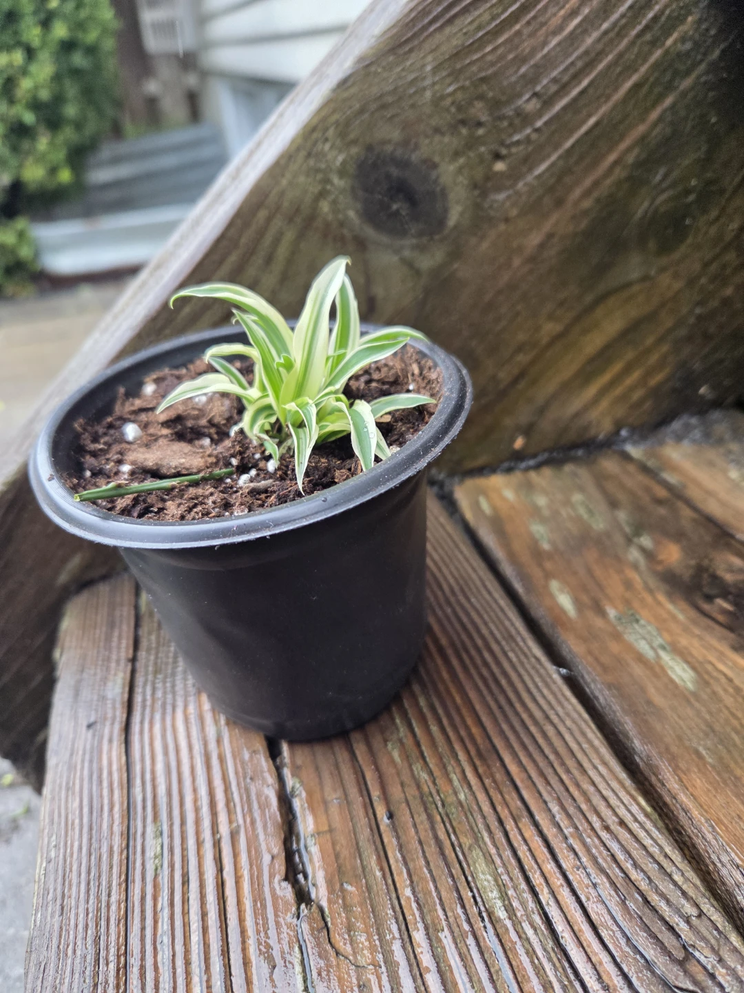 Small Spider Plant in Pot - photo 2