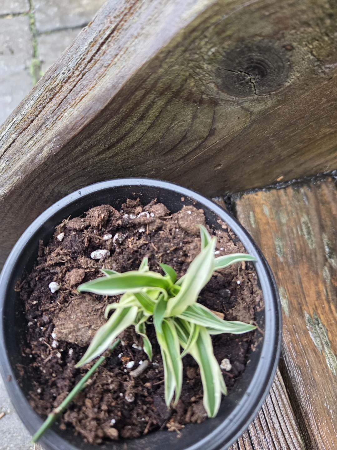 Small Spider Plant in Pot - photo 3
