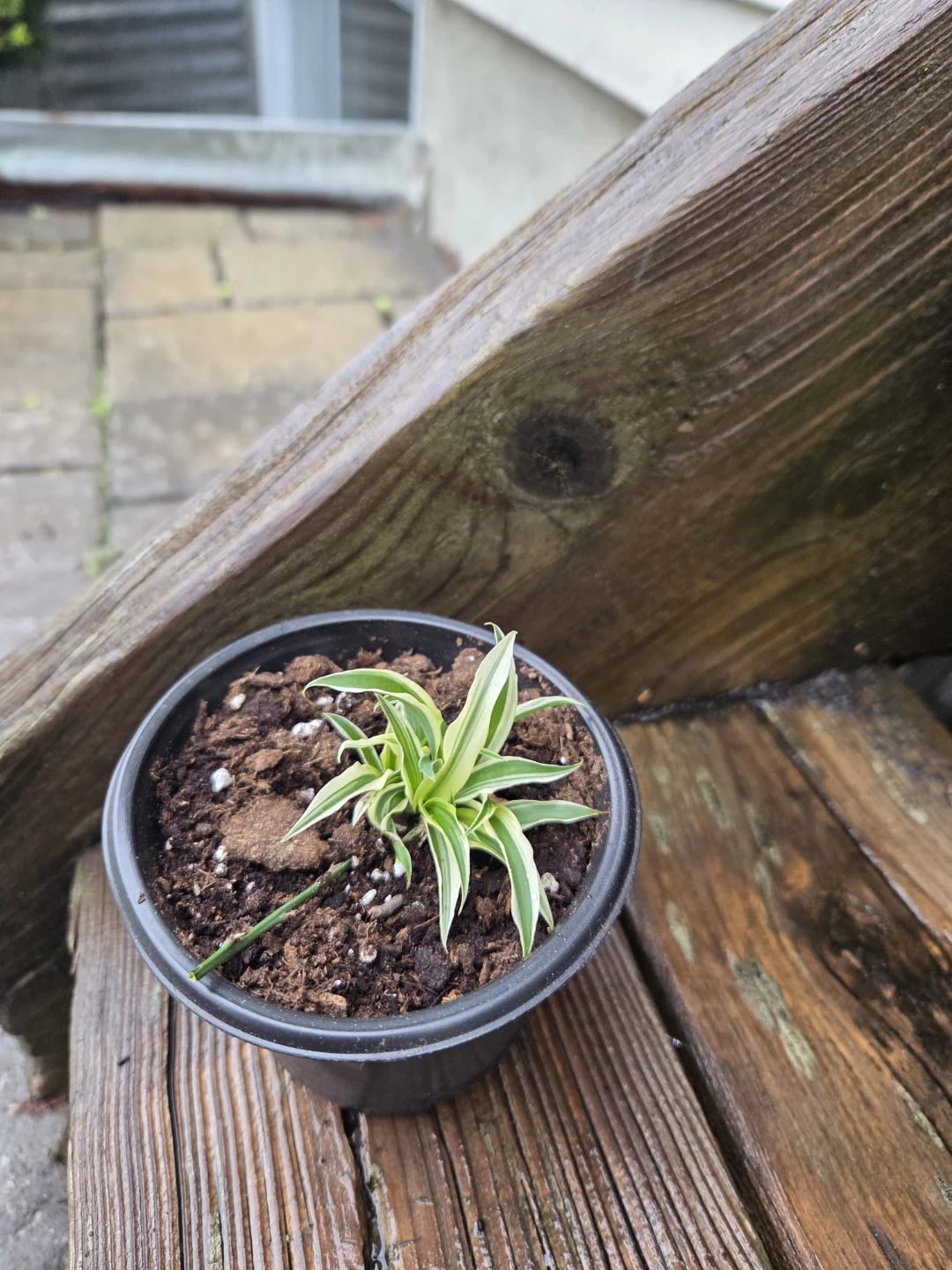 Small Spider Plant in Pot - photo 4