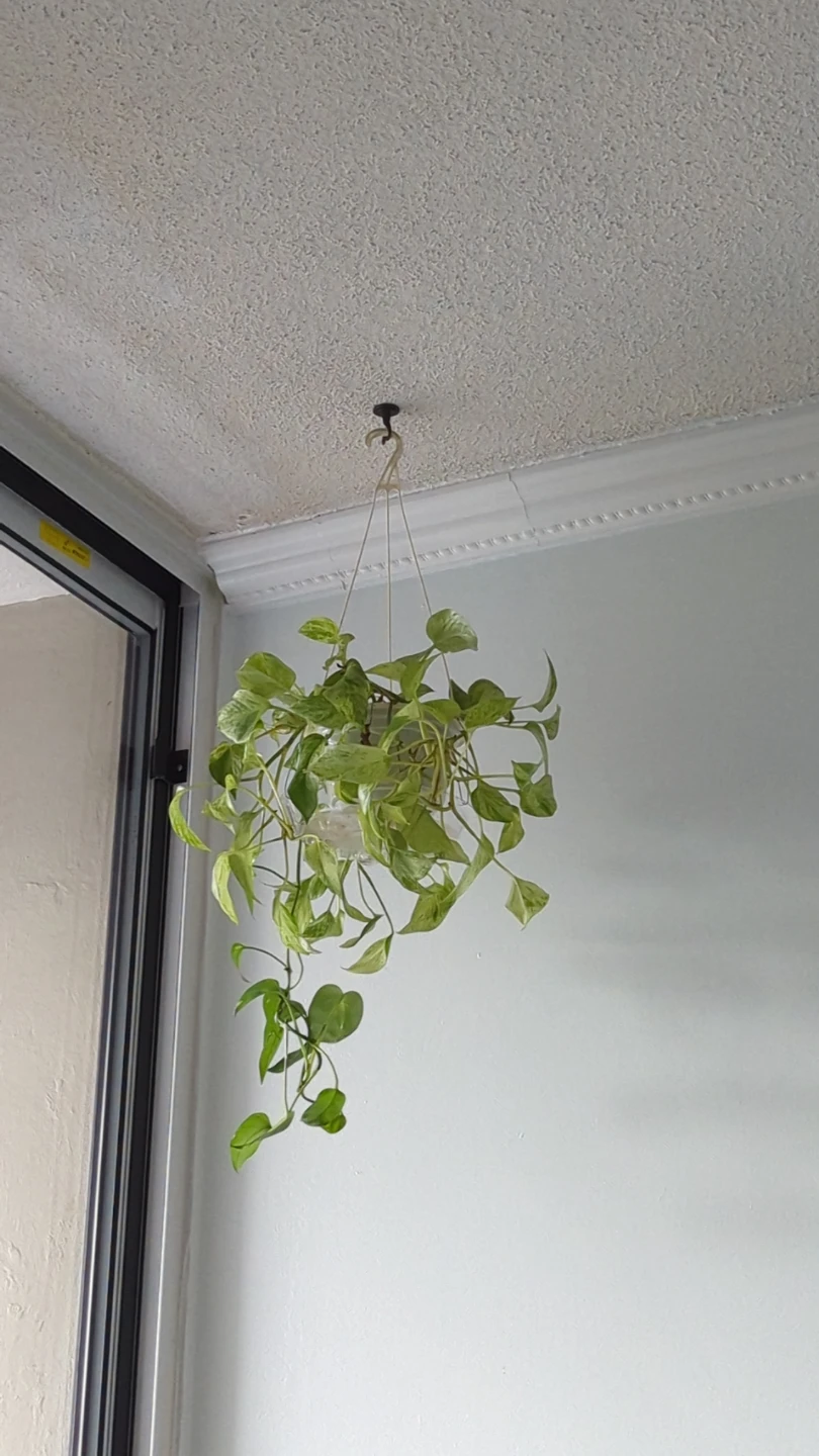 Marble Queen Pothos Hanging Plant - photo 4