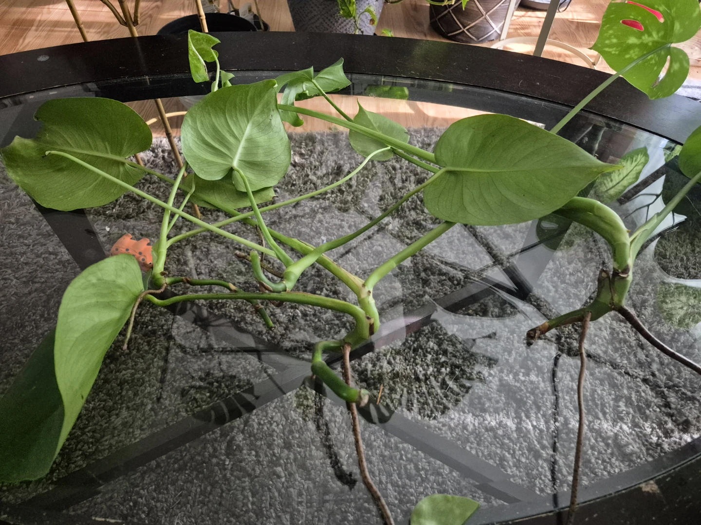 Monstera Deliciosa Plant Cutting