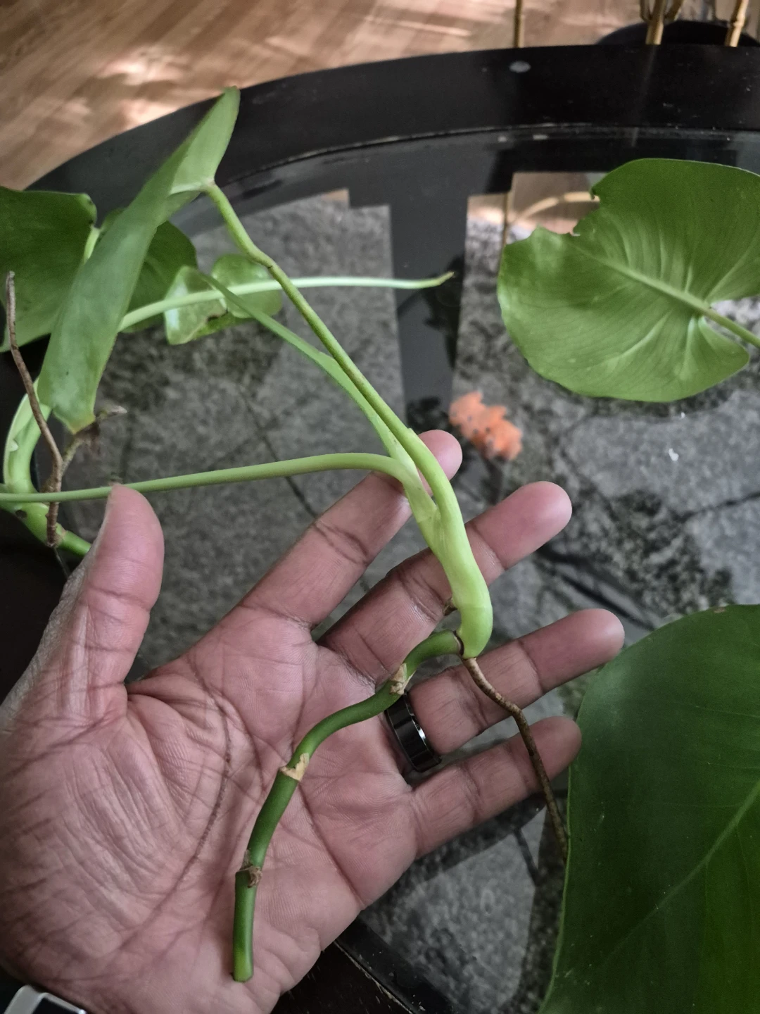 Monstera Deliciosa Plant Cutting - photo 3