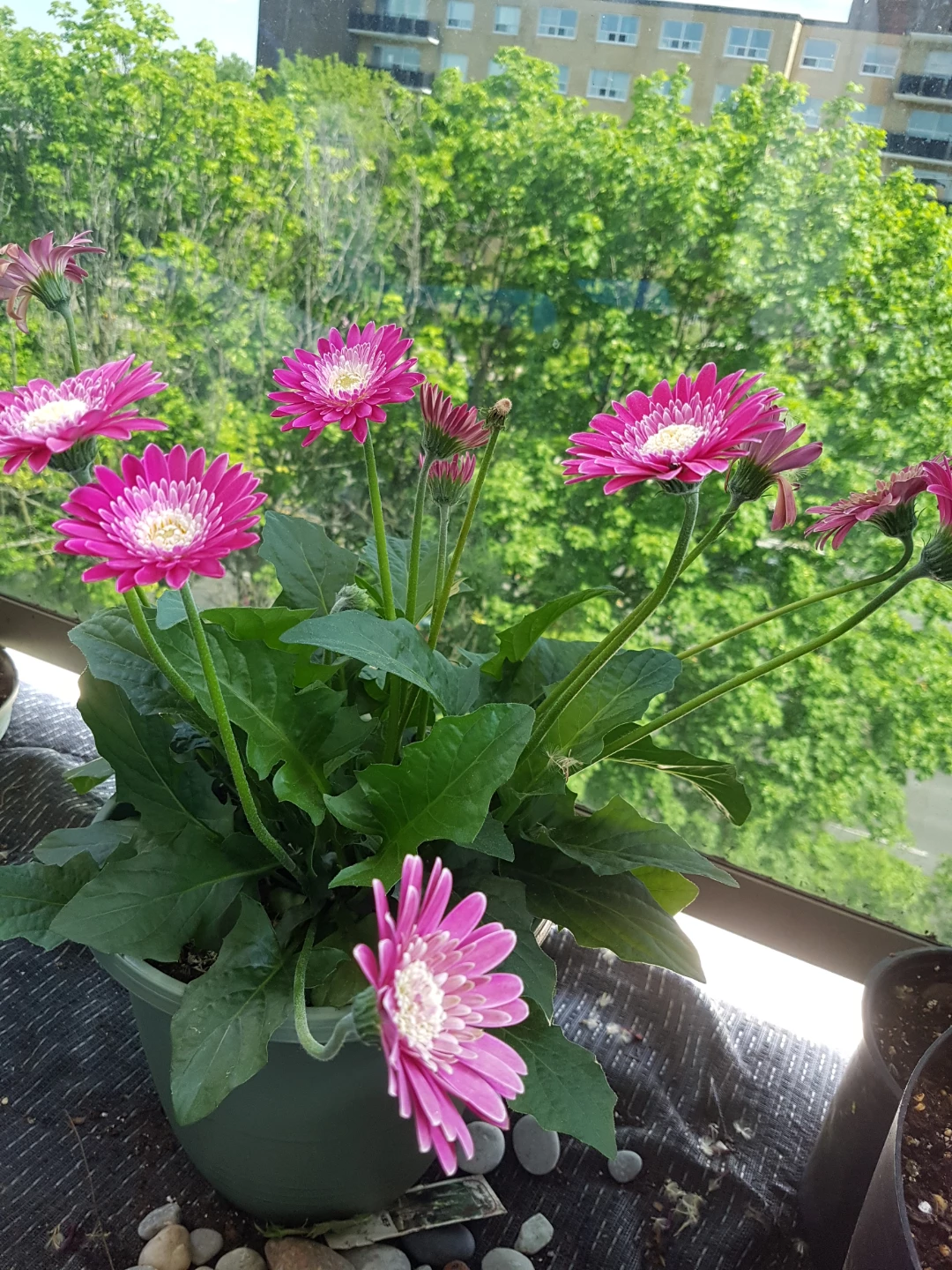 Pink Gerbera Daisy Plant