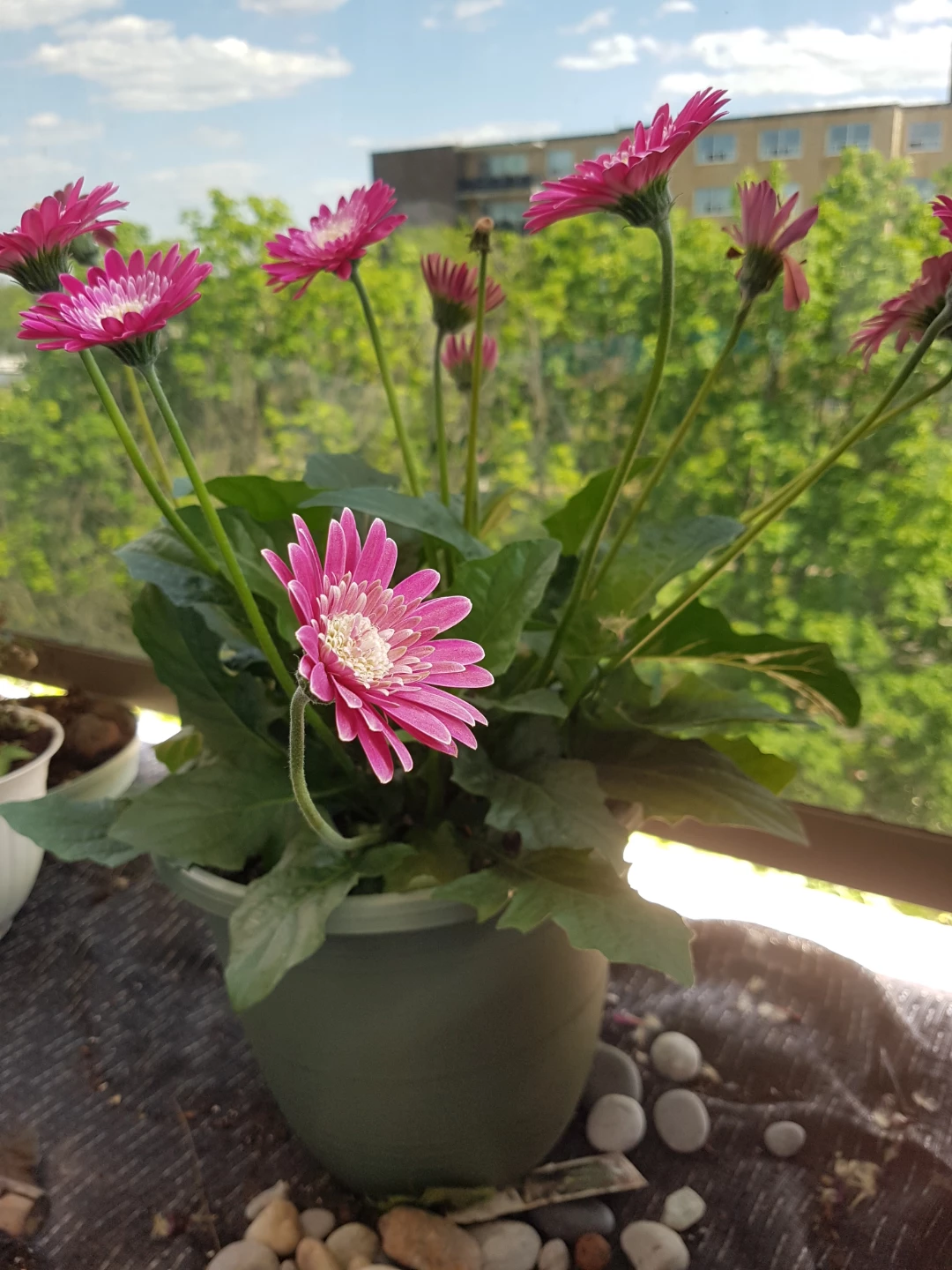 Pink Gerbera Daisy Plant - photo 2
